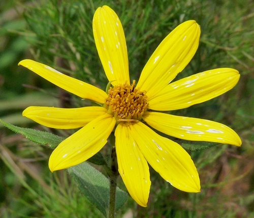 {Helianthus hirsutus}